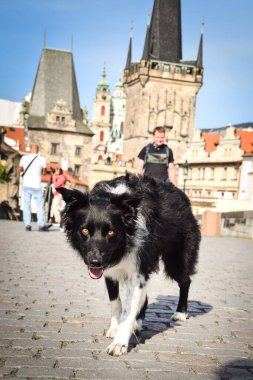 Border collie köprüde koşuyor. Prag 'ın merkezindeydi. Çok sabırlı bir model..