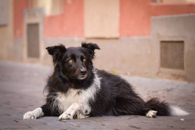 Border collie şehir merkezinde yatıyor. Prag 'ın merkezinde. Çok sabırlı bir model..