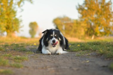 Border collie çimlerin üzerinde yatıyor. O çok çılgın bir köpek..