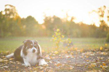 Border collie çimlerin üzerinde yatıyor. O çok çılgın bir köpek..