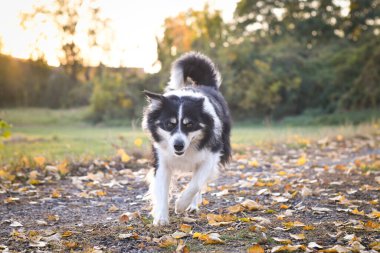 Sınır çobanı doğada, Czech cumhuriyetindeki dağda sahaya çıkıyor. Çok mutlu..