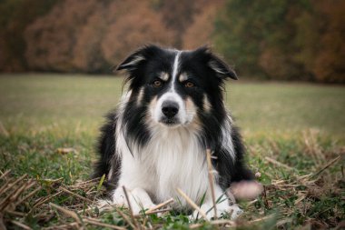 Border collie çimlerin üzerinde yatıyor. O çok çılgın bir köpek..