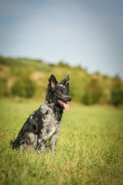 Mudi çimlerin üzerinde oturuyor. Sonbahar portresi..