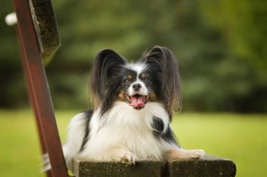 Papillon bankta yatıyor. Köpek Prag 'da şehir merkezinde..