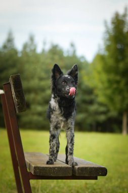 Mudi yavrusu bankta duruyor. Köpek Prag 'da şehir merkezinde..