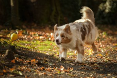 Avustralya çobanı ormandaki yaprakların arasında koşuyor. Parkta sonbahar foto çekimleri.