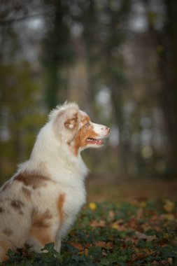 Avustralyalı çoban ormanda oturuyor. Sonbahar portresi..
