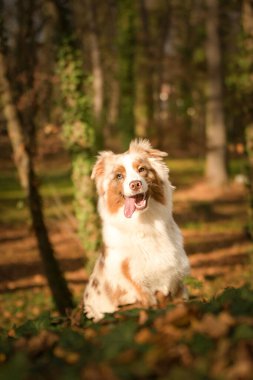 Avustralyalı çoban ormanda oturuyor. Sonbahar portresi..