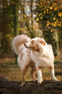 Avustralya çobanı ormandaki yaprakların arasında duruyor. Parkta sonbahar foto çekimleri.