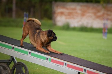 Köpek çeviklik testere ile koşuyor. Çeviklik konusunda inanılmaz bir köpek..