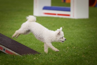 Köpek çeviklik testere ile koşuyor. Çeviklik konusunda inanılmaz bir köpek..