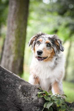 Avustralya çoban köpeğinin yavrusu doğada oturuyor. Parkın yaz doğası.