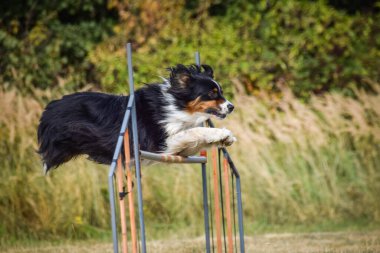 Sınır çobanı engelleri aşıyor. Czech çeviklik özel eğitiminde harika bir gün.