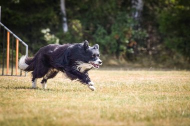 Sınır çobanı engelleri aşıyor. Czech çeviklik özel eğitiminde harika bir gün.