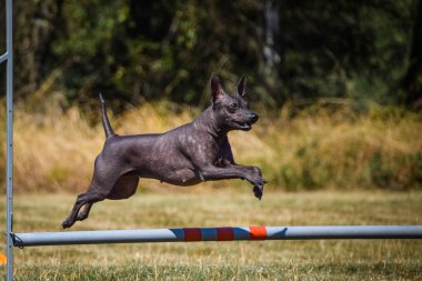 Köpek engellerin üzerinden atlıyor. Czech çeviklik özel eğitiminde harika bir gün.