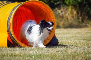 Köpek çeviklik tünelinde koşuyor. Harika bir akşam, Engel bir spor müsabakası için özel çeviklik eğitimi alıyor.