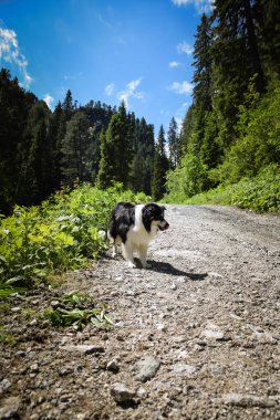 Glossglockner yakınlarında, Avusturalya 'da çoban köpeğinin portresi çalışıyor..