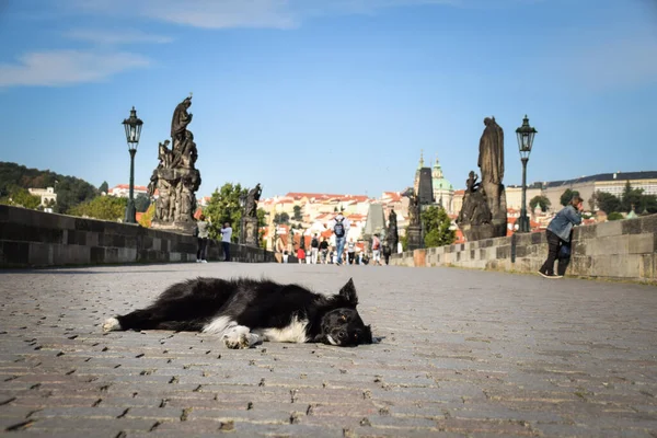 Border collie şehir merkezinde yatıyor. Prag 'ın merkezinde. Çok sabırlı bir model..