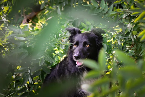 Üç renkli renkteki çoban köpeğinin güz yüzü yaprakların içinde çok tatlı. Çok güzel bir yüzü var..