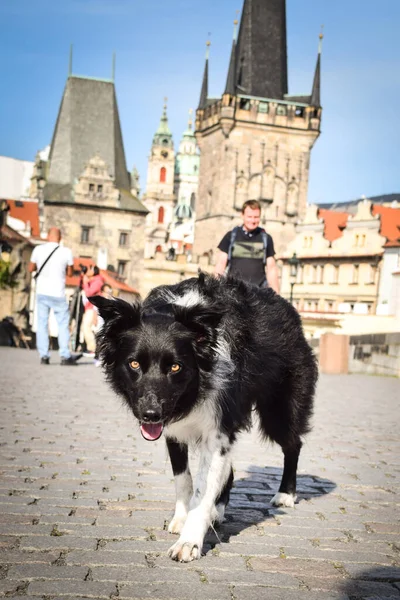 Border collie köprüde koşuyor. Prag 'ın merkezindeydi. Çok sabırlı bir model..