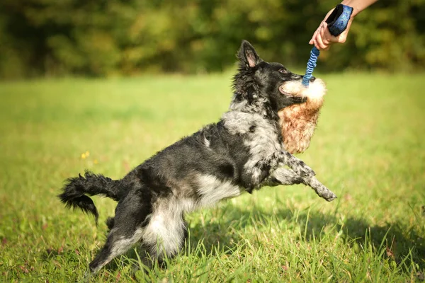 Mudi 'nin yavrusu çimlerin üzerinde oynuyor. Sonbahar portresi..