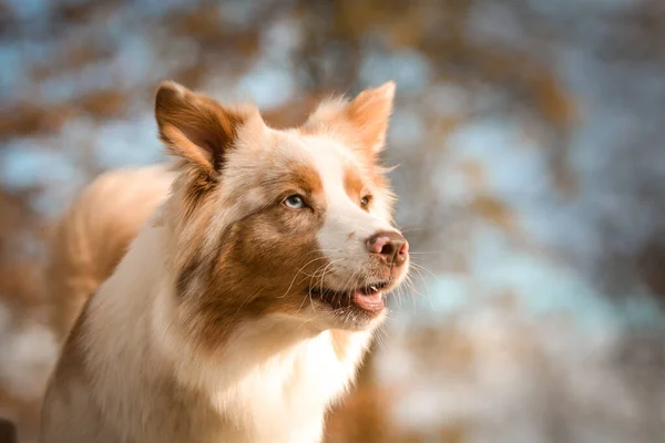 Australischer Schäferhund Sitzt Auf Der Bank Ist Süß Hund — Stockfoto