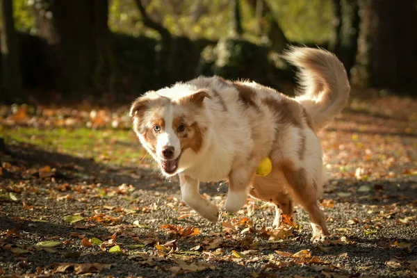 Avustralya çobanı ormandaki yaprakların arasında koşuyor. Parkta sonbahar foto çekimleri.