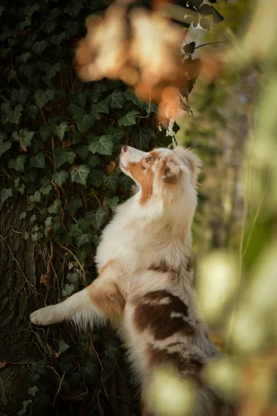 Avustralyalı çoban ormanda oturuyor. Sonbahar portresi..