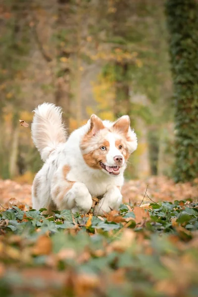 Pastor Australiano Está Corriendo Las Hojas Bosque Fotosesión Otoño Parque —  Fotos de Stock