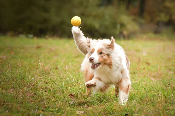 Avustralya çobanı ormandaki yaprakların arasında koşuyor. Parkta sonbahar foto çekimleri.