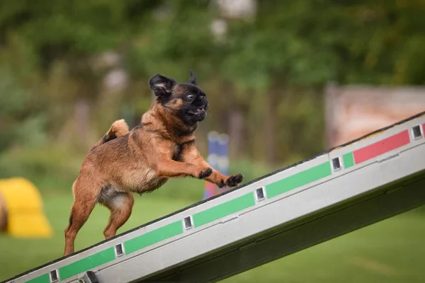 Hond Loopt Agility Zie Zaag Ongelooflijk Behendig — Stockfoto