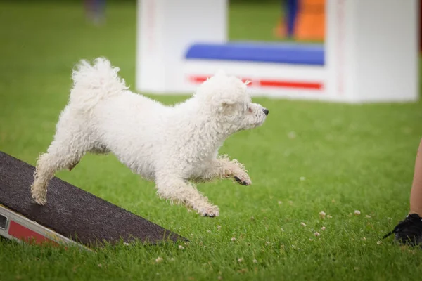 Köpek çeviklik testere ile koşuyor. Çeviklik konusunda inanılmaz bir köpek..