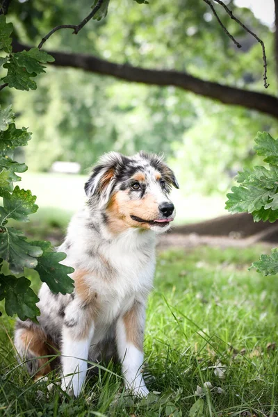 Cachorro Pastor Australiano Está Sentado Naturaleza Naturaleza Verano Parque —  Fotos de Stock