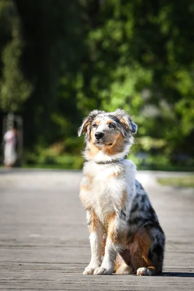 Puppy Australian Shepherd Sitting Nature Summer Nature Park — Fotografia de Stock