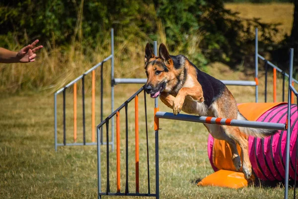 Hund Springt Über Die Hürden Toller Tag Tschechischen Agility Privattraining — Stockfoto