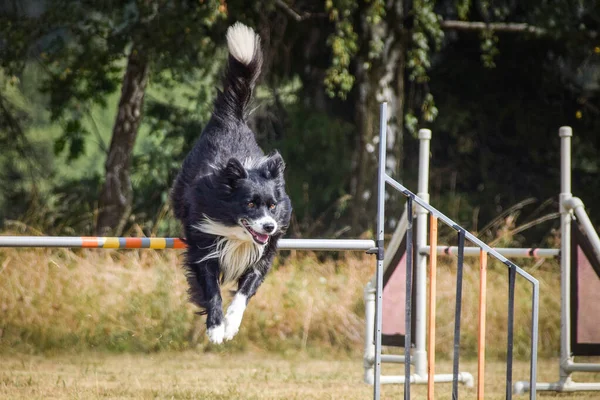 Sınır çobanı engelleri aşıyor. Czech çeviklik özel eğitiminde harika bir gün.