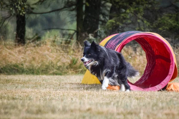 Köpek çeviklik tünelinde koşuyor. Harika bir akşam, Engel bir spor müsabakası için özel çeviklik eğitimi alıyor.