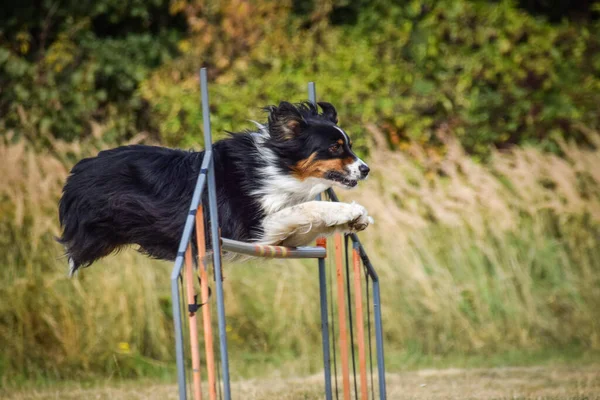 Sınır çobanı engelleri aşıyor. Czech çeviklik özel eğitiminde harika bir gün.