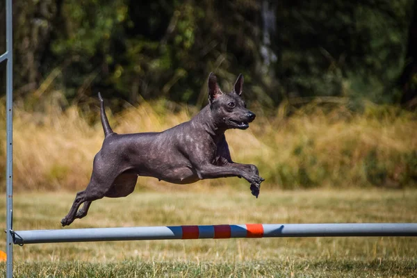 Köpek engellerin üzerinden atlıyor. Czech çeviklik özel eğitiminde harika bir gün.