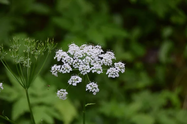 Des Fleurs Fleurs Blanches Dans Nature Autrichienne Plantes Sauvages — Photo