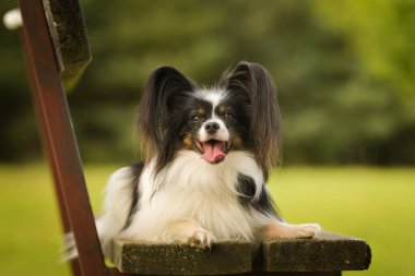 Papillon bankta yatıyor. Köpek Prag 'da şehir merkezinde..