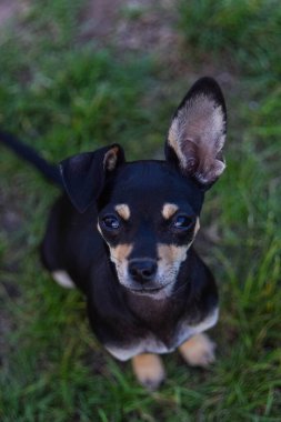 Chihuahua çimenlerde oturuyor. Çok tatlı bir köpek..