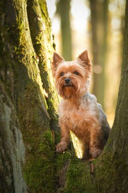 Yorkshire ormanda duruyor. Sonbahar portresi..