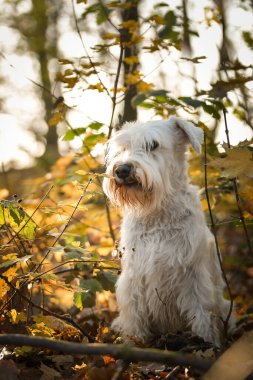 Schnauzer ormanda oturuyor. Sonbahar portresi..