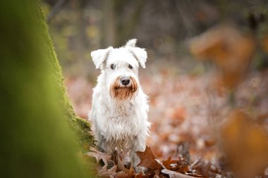 Schnauzer ormanda duruyor. Sonbahar portresi..