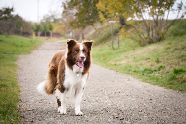 Sınır çoban köpeğinin güz yüzü. Yaprakların arasında çok tatlı. Çok güzel bir yüzü var..
