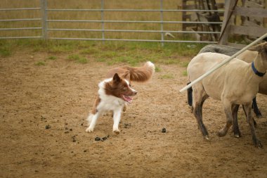 Kahverengi ve beyaz tüylü sınır köpeği bir koyun sürüsünü ağılda gütmeyi öğreniyor. Çoban içgüdüsü olan köpekler için spor standardı..
