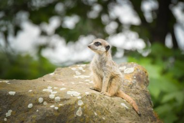 Suricata taşın üzerinde oturuyor. Nöbette..