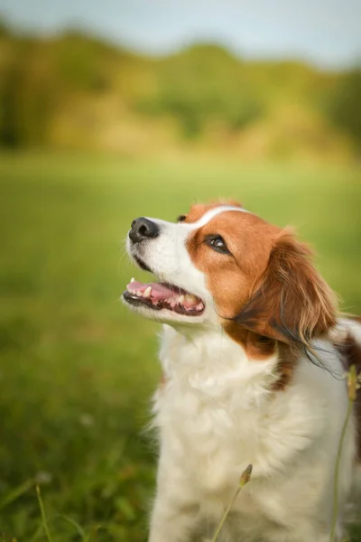 犬の肖像 Kooikerhondje 彼女はとてもいい犬だ — ストック写真