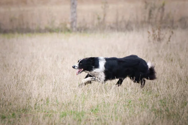 黑白相间的毛茸茸的边境牧羊人学会了用钢笔牧羊 具有牧养本能的狗的运动标准 — 图库照片